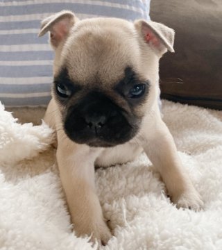 フレンチブルドッグ【山口県・女の子・2020年9月1日・フォーン】の写真「予約受付中です♪」