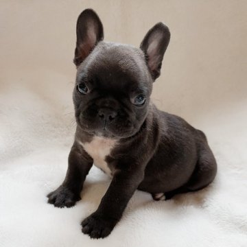 フレンチブルドッグ【山口県・男の子・2023年6月13日・ブリンドル】の写真「すぐお迎えできます♪」