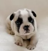 フレンチブルドッグ【山口県・男の子・2024年5月10日・フォーンパイド】の写真2