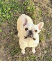 フレンチブルドッグ【・男の子・2023年4月9日・クリーム】