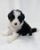 ボーダーコリー【山口県・女の子・2024年6月30日・ブラック&ホワイト】の写真3