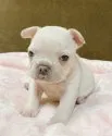 フレンチブルドッグ【山口県・女の子・2020年10月31日・クリーム】の写真3