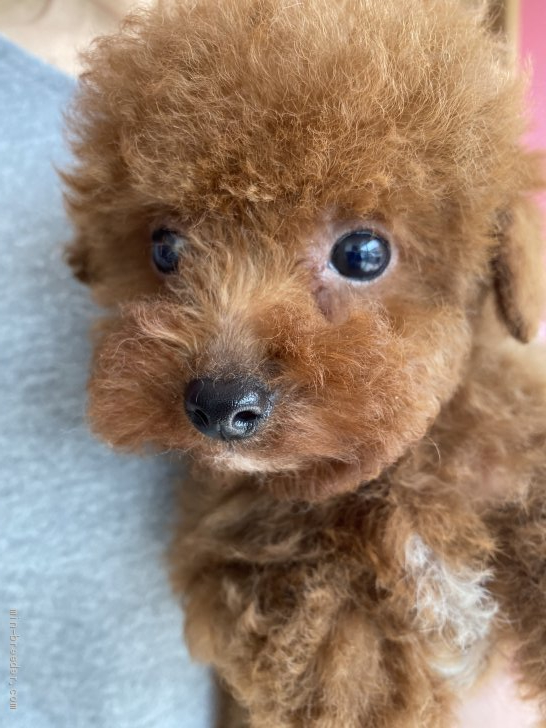 スタンダードプードルをはじめ、ミディアムプードル、トイプードル、ティーカッププードルを繁殖しています｜五十嵐　奈保美(いがらし　なおみ)ブリーダー(埼玉県・アメリカンコッカースパニエルなど・JKC登録)の紹介写真1