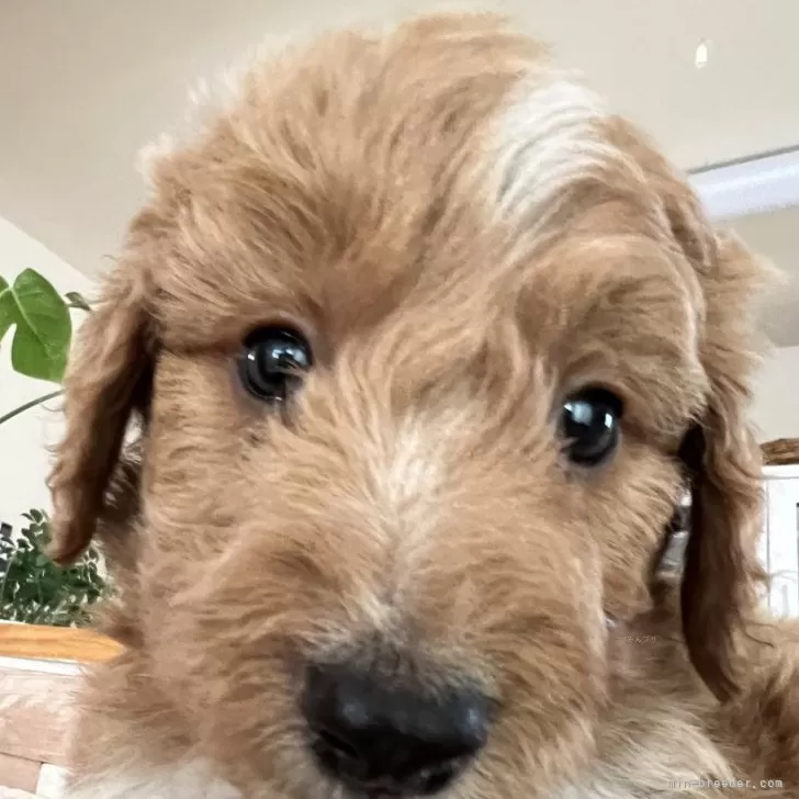 M.O 様のお迎えした子犬