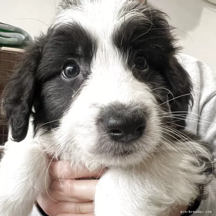 ID：2503-04947の子犬