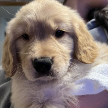 ゴールデンレトリバー【埼玉県・女の子・2024年10月15日・ゴールド】の写真「ぷくぷくな女の子」