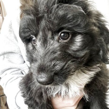 ミックス(ボーダーコリー×プードル)【埼玉県・女の子・2025年1月28日・ブラック&ホワイト】の写真「丸い輪郭の女の子」