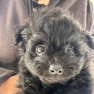 ポメプー(ポメラニアン×トイプードル)【埼玉県・男の子・2024年10月19日・ブラック】の写真「穏やかな男の子」