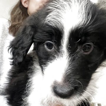 ミックス(ボーダーコリー×プードル)【埼玉県・男の子・2025年1月28日・ブラック&ホワイト】の写真「半分ブラック半分ホワイトの可愛いフェイス」