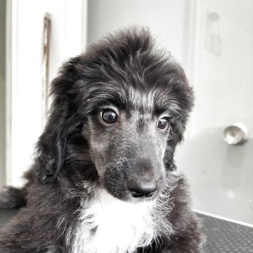 ミックス(ボーダーコリー×プードル)【埼玉県・女の子・2025年1月28日・ブラック】の写真「お母さん似の女の子」