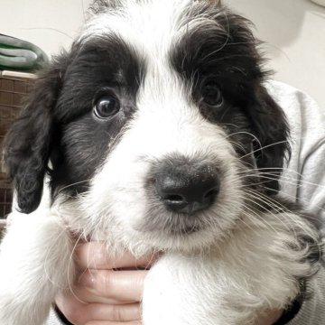 ミックス(ボーダーコリー×プードル)【埼玉県・男の子・2025年1月28日・ブラック&ホワイト】の写真「ブレーズの綺麗な男の子」