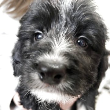 ミックス(ボーダーコリー×プードル)【埼玉県・男の子・2025年1月28日・ブラック&ホワイト】の写真「賢くてボール遊びが大好き」