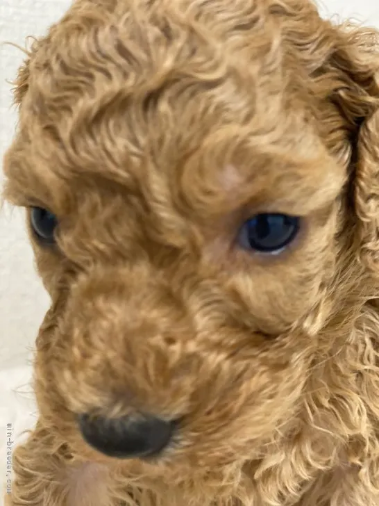 ID：2101-01303の子犬