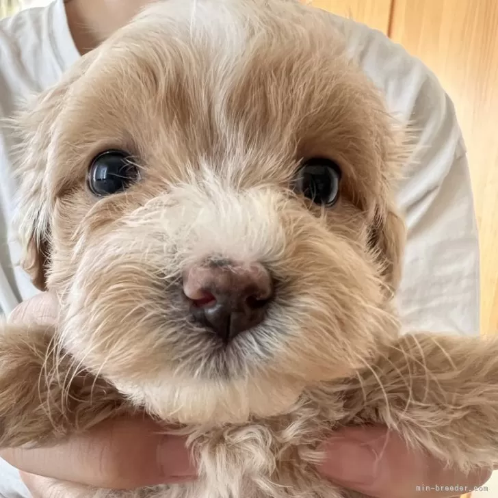 S.K 様のお迎えした子犬