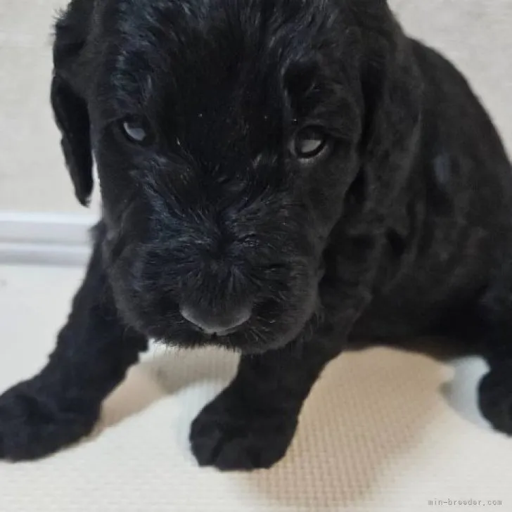 mana 様のお迎えした子犬