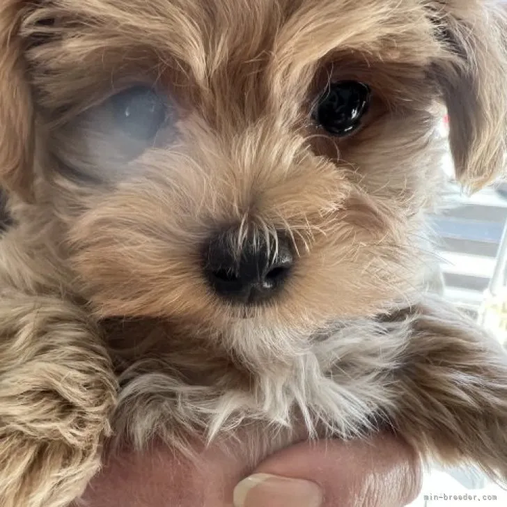 N.Y 様のお迎えした子犬