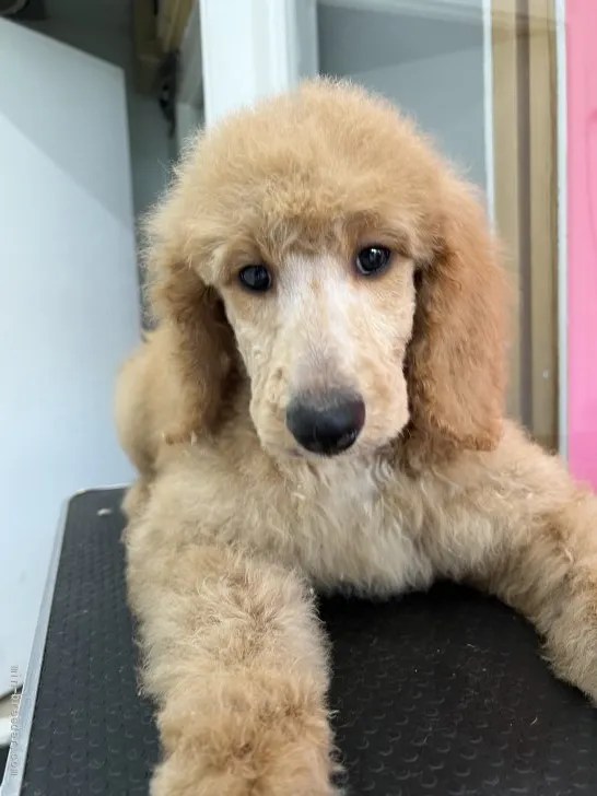 ID：2205-00787の子犬