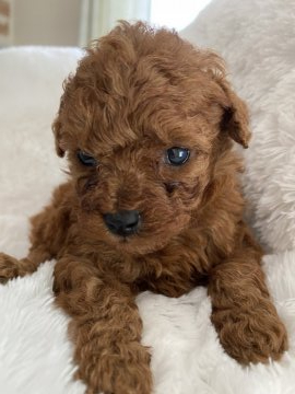 トイプードル(タイニー)【埼玉県・女の子・2021年3月2日・レッド】の写真「8頭きょうだいの末っ子」