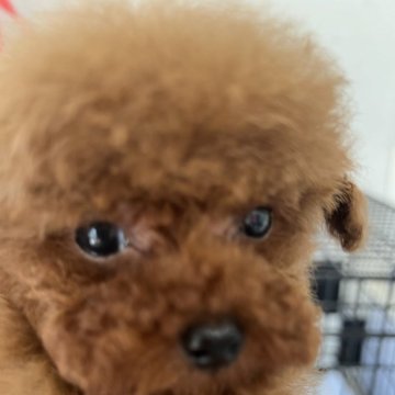 トイプードル(ティーカップ)【埼玉県・男の子・2024年3月19日・レッド】の写真「元気な男の子」