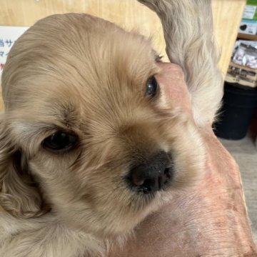 アメリカンコッカースパニエル【埼玉県・女の子・2023年3月17日・バフ】の写真「お顔の丸い女の子」