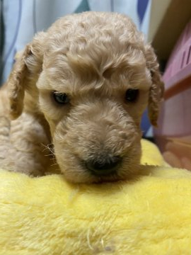 スタンダードプードル【埼玉県・女の子・2020年4月16日・クリーム】の写真「どっぷりしたお顔で可愛いです」