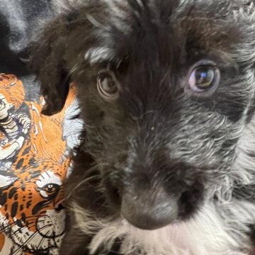 ミックス(ボーダーコリー×スタンダードプードル【埼玉県・男の子・2024年8月17日・ブラック&ホワイト】の写真「まん丸お顔の男の子」