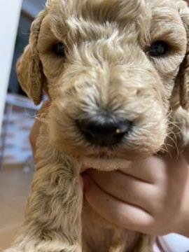 スタンダードプードル【埼玉県・女の子・2020年4月16日・アプリ】の写真「大人しい可愛い子です」