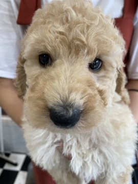 スタンダードプードル【埼玉県・男の子・2021年6月18日・クリーム】の写真「大きなお顔の男の子」
