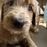 ゴールデンドゥードル【埼玉県・女の子・2023年7月9日・レッド】の写真1「2023/08/15」