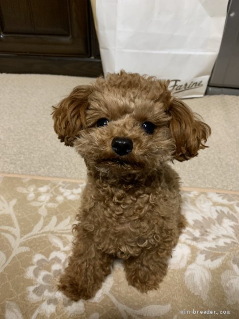 トイプードル【・男の子・2019年6月13日・レッド】