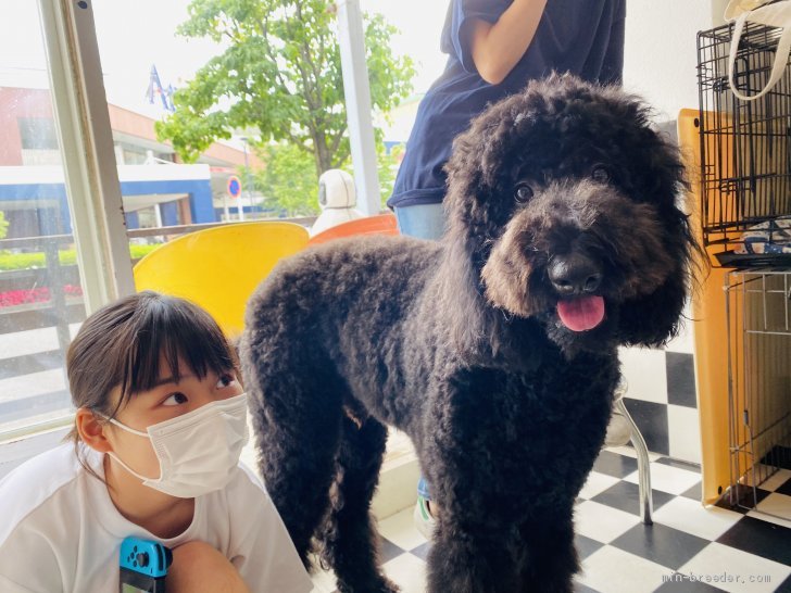 スタンダードプードル【・男の子・2014年8月14日・ブラック】「2020/12/9撮影」
