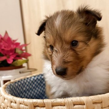 シェットランドシープドッグ【徳島県・男の子・2025年11月6日・セーブルアンドホワイト】の写真「おっとりな坊や。」