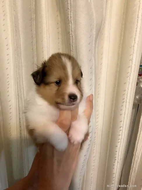 ID：2107-01600の子犬