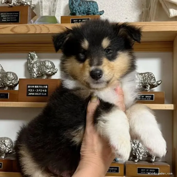 ID:2205-04238の子犬