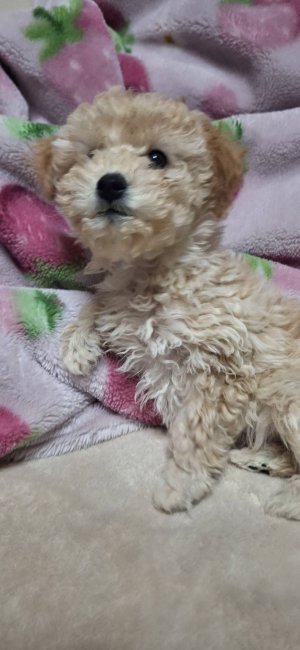 美人ママにソックリな綺麗なおめめをしています｜溝口　小百合(みぞぐち　さゆり)ブリーダー(三重県・トイプードル・JKC登録)の紹介写真3