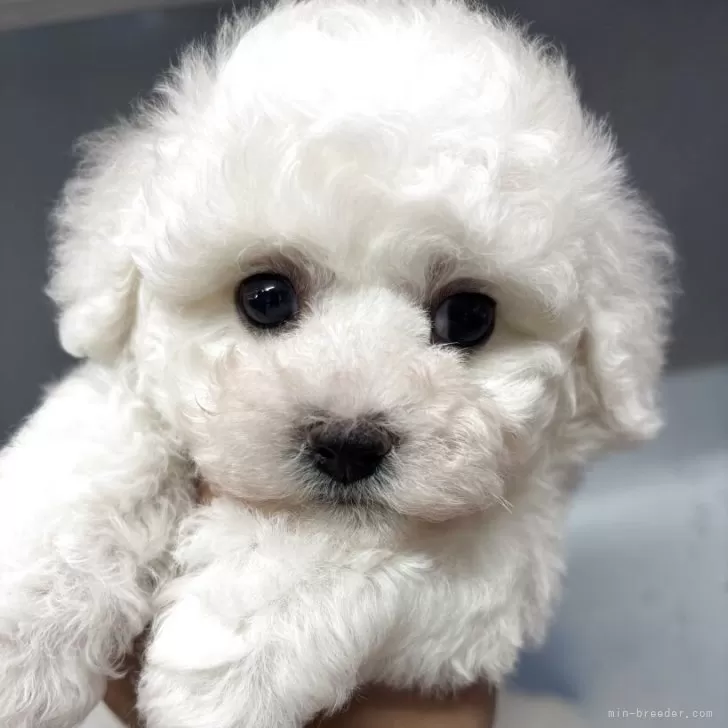 ID：2509-06165の子犬