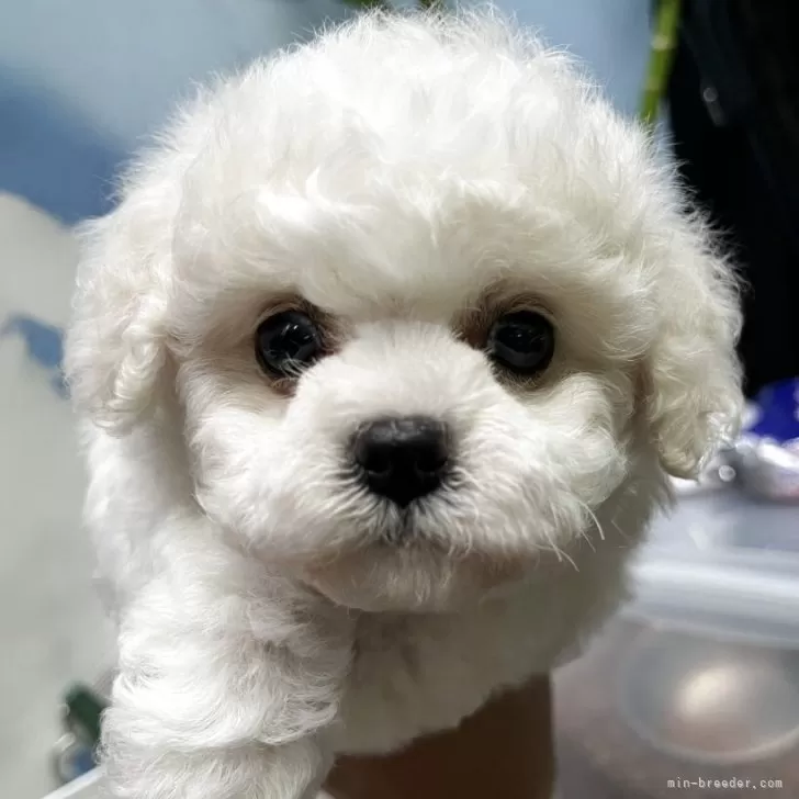 ID：2505-00362の子犬