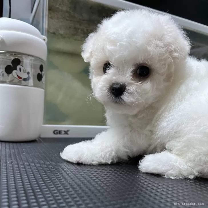 ID：2503-02311の子犬