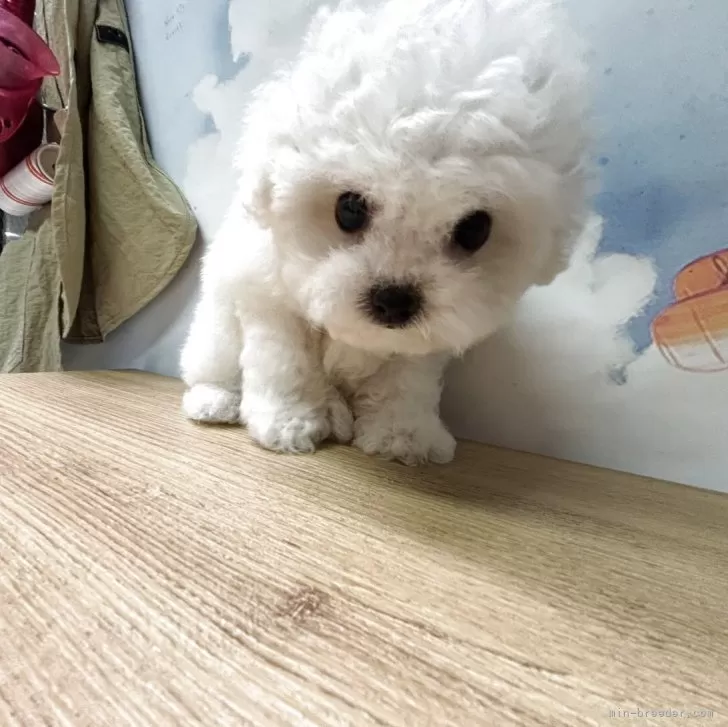 ビションフリーゼ【愛知県・女の子・2025年8月26日・ホワイト】の写真1