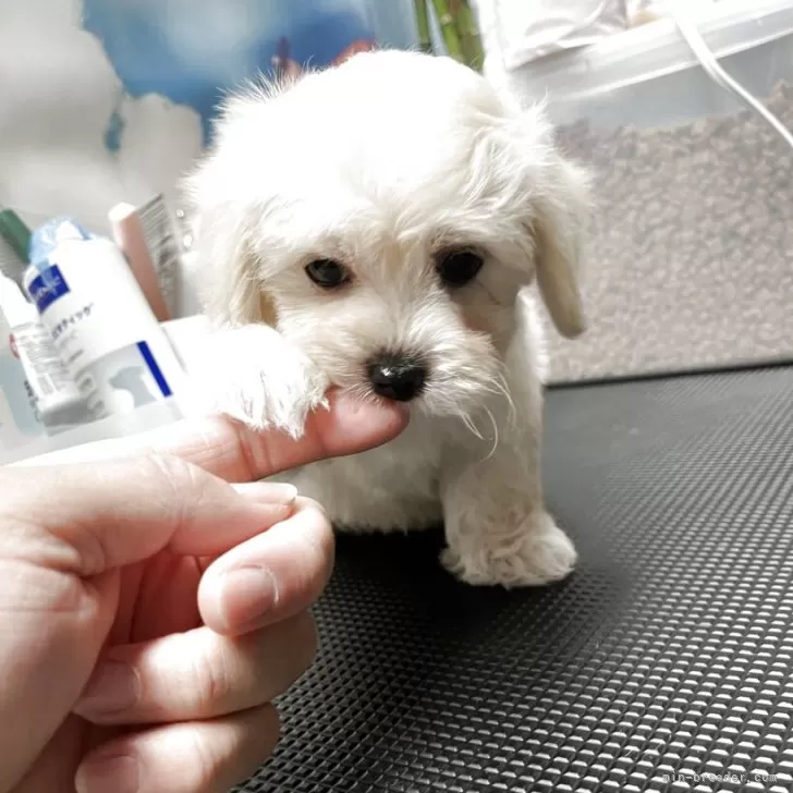 H.E 様のお迎えした子犬