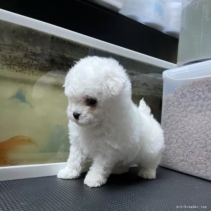S.A 様のお迎えした子犬