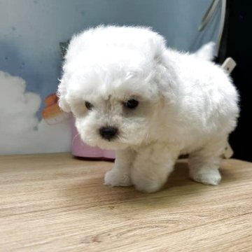 ビションフリーゼ【愛知県・女の子・2025年9月19日・ホワイト】の写真「ミニビション、マズルが短くて色素濃厚」