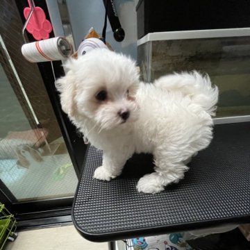 マルプー(マルチーズ×トイプードル)【愛知県・女の子・2025年1月1日・ホワイト】の写真「説明文必ず読んで」