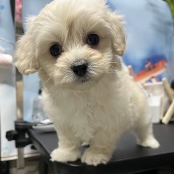 マルプー(マルチーズ×トイプードル)【愛知県・男の子・2025年1月21日・クリーム】の写真「元気いっぱい男の子」