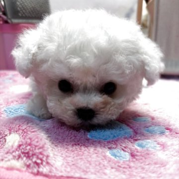 ビションフリーゼ【愛知県・男の子・2025年10月3日・ホワイト】の写真「小型ビション」