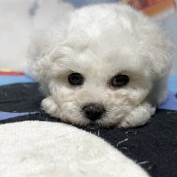 ビションフリーゼ【愛知県・女の子・2025年8月12日・ホワイト】の写真「爆毛極小ビション」