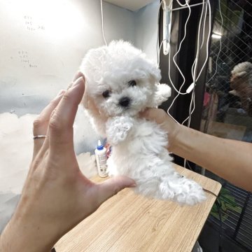 ビションフリーゼ【愛知県・女の子・2025年9月14日・ホワイト】の写真「超優秀」