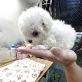 ビションフリーゼ