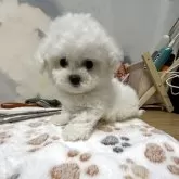 ビションフリーゼ