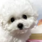 ビションフリーゼ